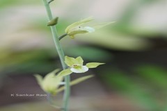 Eulophia andamanensis